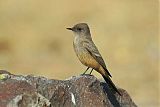 Say's Phoebe